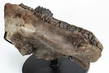Hadrosaur (Edmontosaurus) Maxilla With Teeth - Montana #211226-7